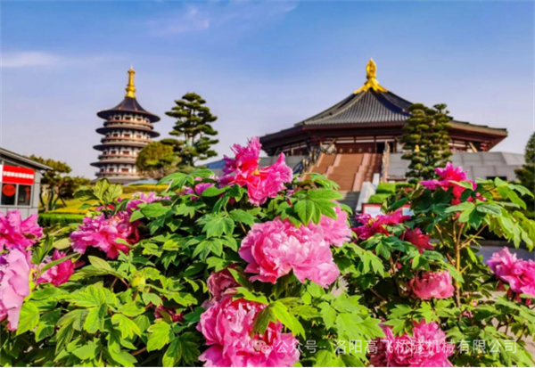 白姐全年正版王中王