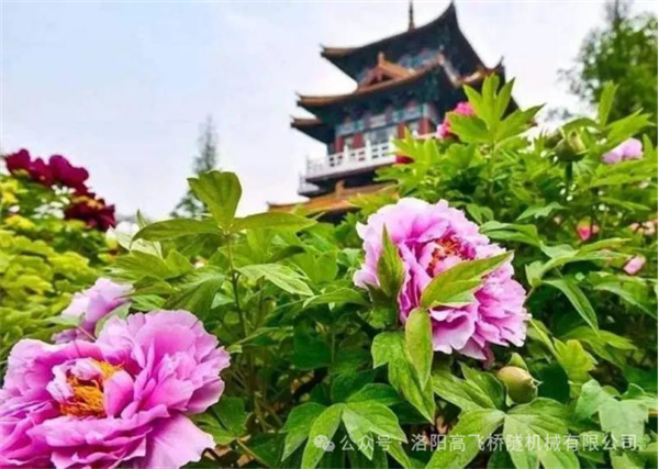 白姐全年正版王中王